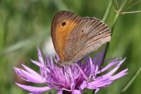 Maniola jurtina