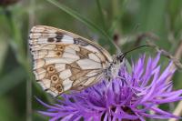 Melanargia galathea