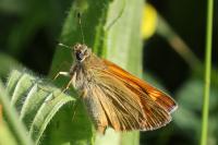 Thymelicus acteon