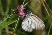 Aporia crataegi