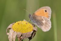 Coenonympha pamphilus