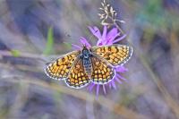 Melitaea parthenoides