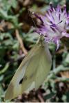 Pieris rapae