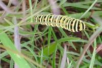 Papilio machaon