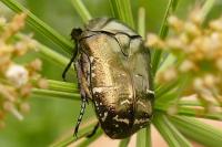 Potosia cuprea
