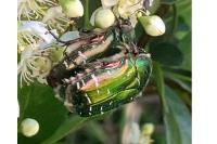 Cetonia aurata