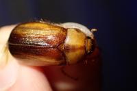 Rhizotrogus aestivus