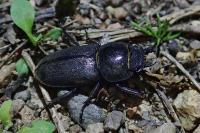 Dorcus parallelipipedus