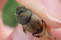 Onthophagus vacca