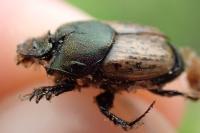 Onthophagus vacca