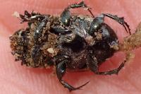 Onthophagus vacca