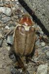 Anoxia villosa