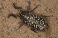 Polyphylla fullo