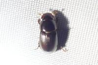 Acrossus rufipes