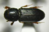 Pleurophorus caesus