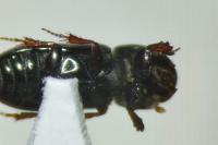 Pleurophorus caesus