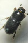 Calamosternus granarius