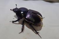 Geotrupes mutator