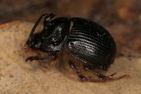 Odonteus armiger