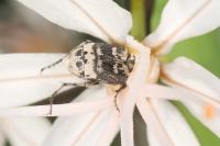 Valgus hemipterus