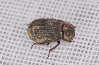 Trox scaber