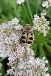 Trichius gallicus