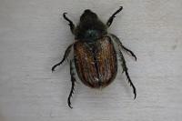 Anisoplia villosa