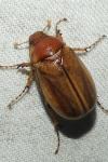 Rhizotrogus cicatricosus