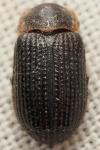 Trox perrisi