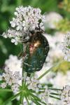 Cetonia aurata