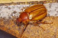 Rhizotrogus cicatricosus