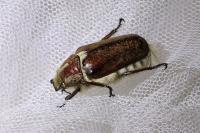 Anoxia villosa