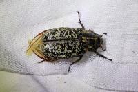 Polyphylla fullo