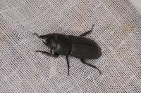 Dorcus parallelipipedus