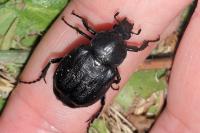 Gnorimus variabilis