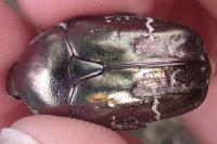 Potosia cuprea