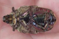 Potosia cuprea