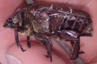 Potosia cuprea