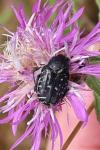 Oxythyrea funesta