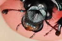 Sericotrupes niger
