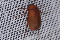 Serica brunnea