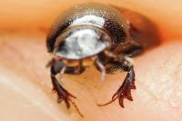Nialus varians