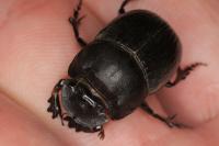 Copris lunaris