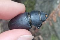 Lucanus cervus