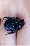 Anoplotrupes stercorosus