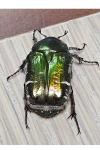 Cetonia aurata