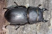 Dorcus parallelipipedus