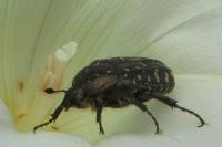 Oxythyrea funesta