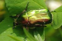 Cetonia aurata