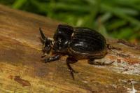 Copris lunaris